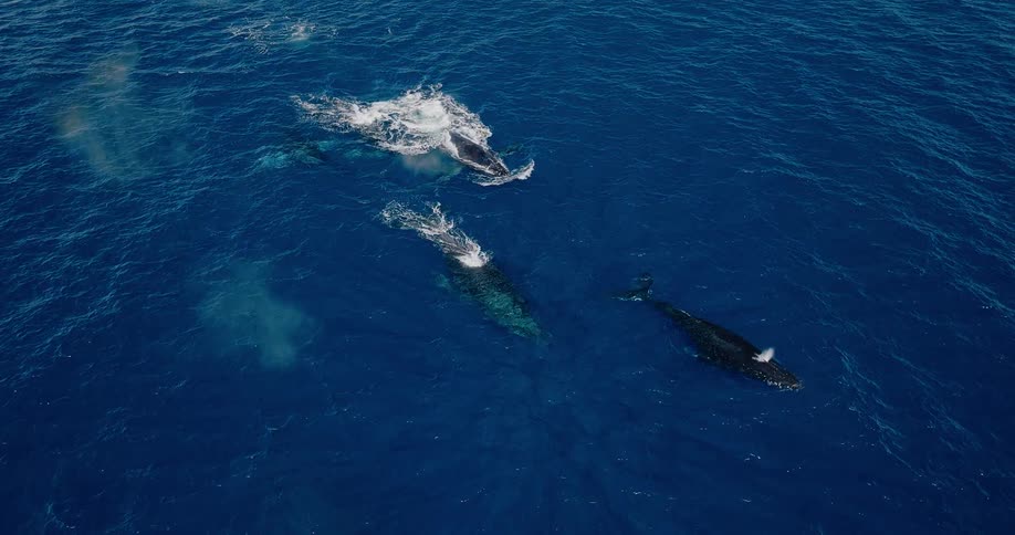 The video shows an aerial view of the ocean where several whales are swimming one whale surfaces and its spout of water creates a large white splash on the dark blue surface of the water