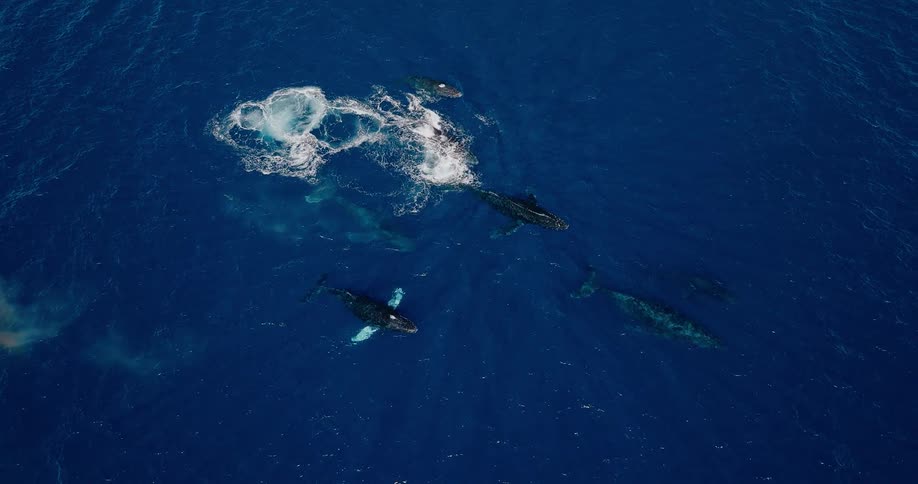 A series of dolphins swimming side by side in the ocean at midday
