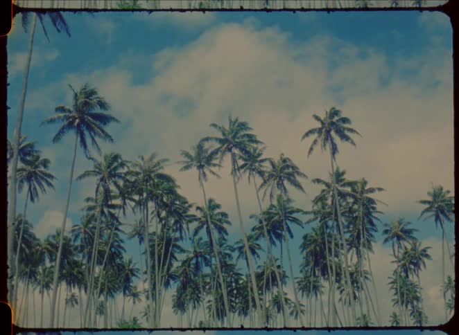 The tall palm trees sway in the wind