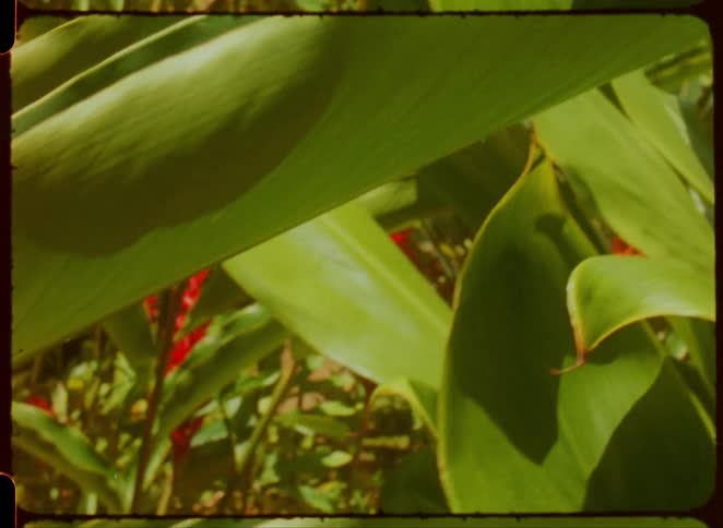 A closeup shot of a plant with green leaves and red flowers moves in the light