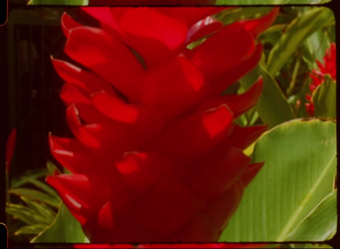 Close up tropical red flower of hawaii full bloom on a plant