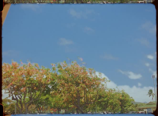 Trees in a parking lot against a blue sky