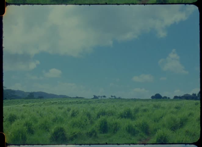 The field is covered with shrubs
