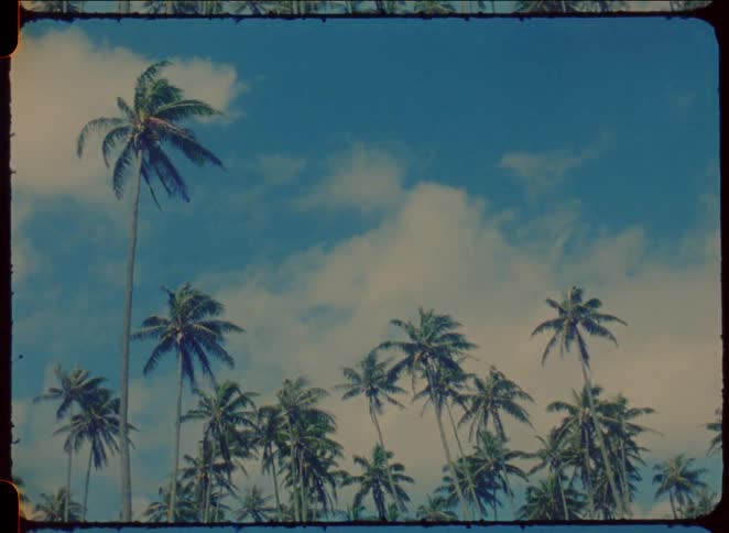 The wind blows the tall palm trees