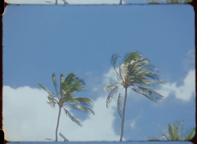 Upward view of two palm trees against a blue sky