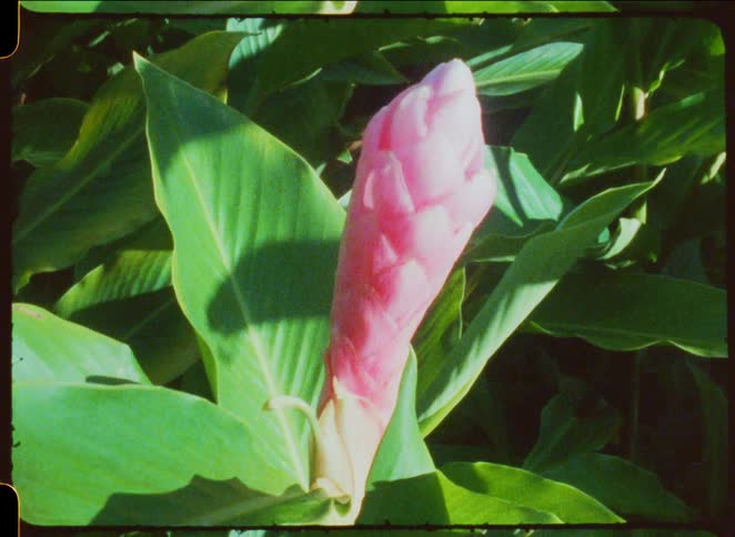 The wind blows the flower on a sunny day