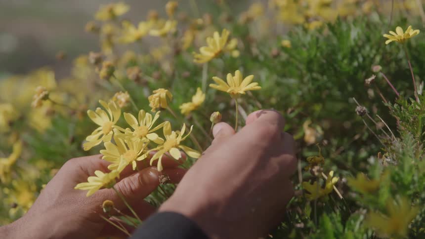 Hands hold yellow flowers in the middle of a blooming field
