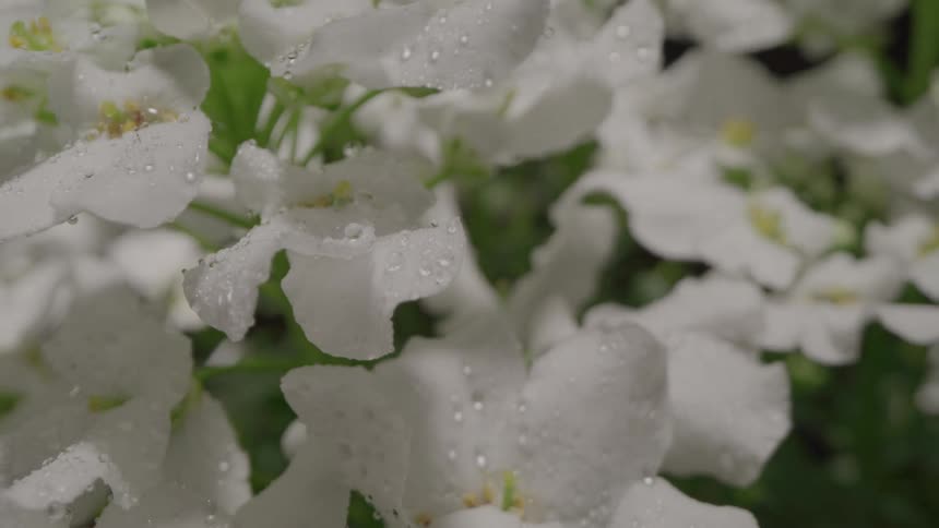A flower plant with raindrops on it as night transitions into daylight