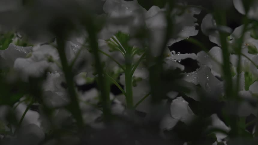 Light fades out over some flowers