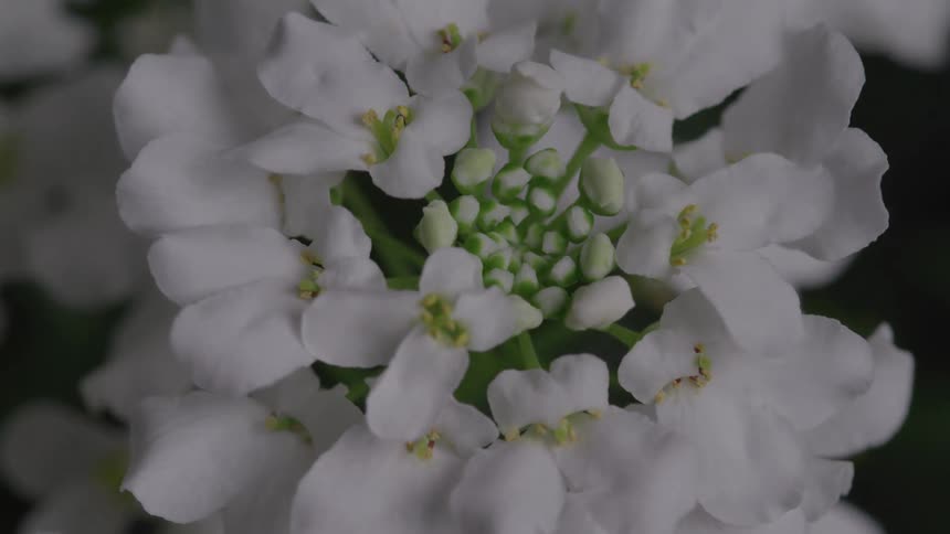 The light shuts off on the white flower