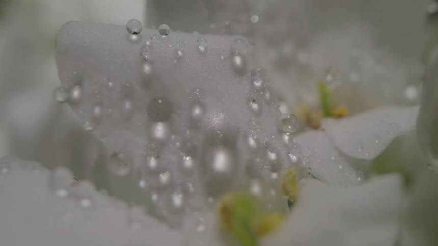 A closeup shot shows water drops on the petals of a plant