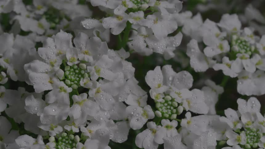 A cluster of small white flowers covered in glistening dew drops shifting between being brightly lit and partially shadowed