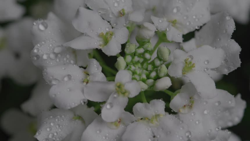 The video shows a closeup shot of a cluster of small white flowers covered in glistening water droplets the flowers have delicate petals and are arranged around a central core of green and yellow buds the background is dark and out of focus making the