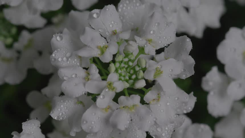 Little beads of water are on the flowers