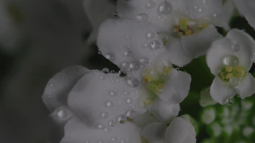 White orchid flower with water splashes