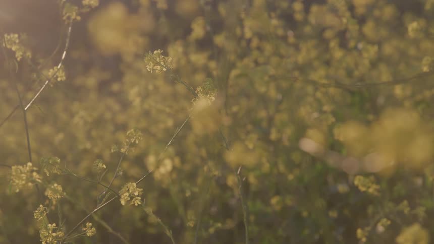 A field of plants sways under a light source