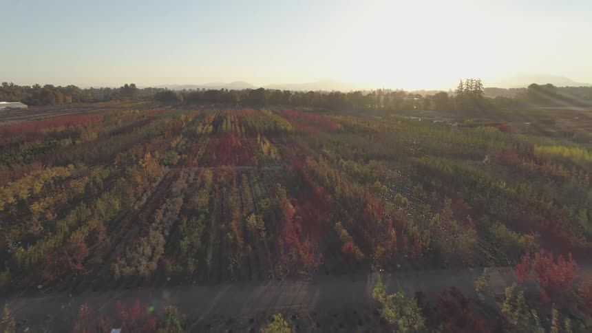 An aerial view shows a vast colorful field of crops with rows of red yellow and green plants bathed in the warm hazy light of a sunrise or sunset