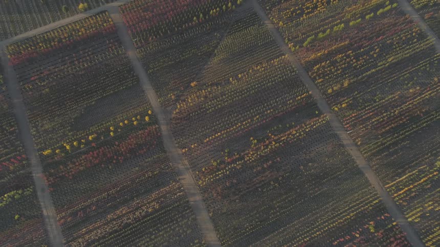 The crops are green on the farm