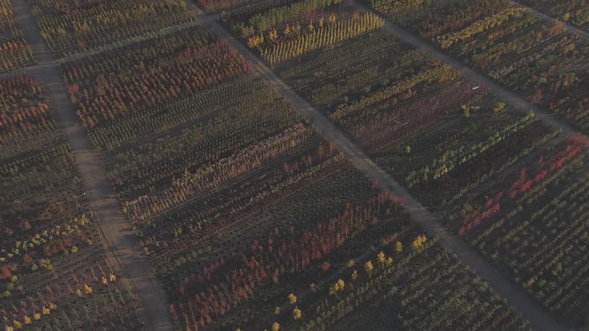 A drone shot shows rows of trees and plants with dirt paths on a field