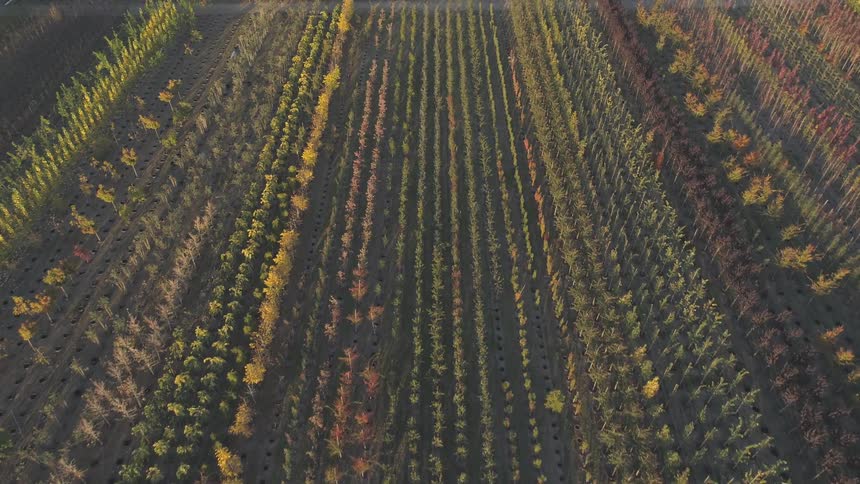 Aerial view of a tree plantation area