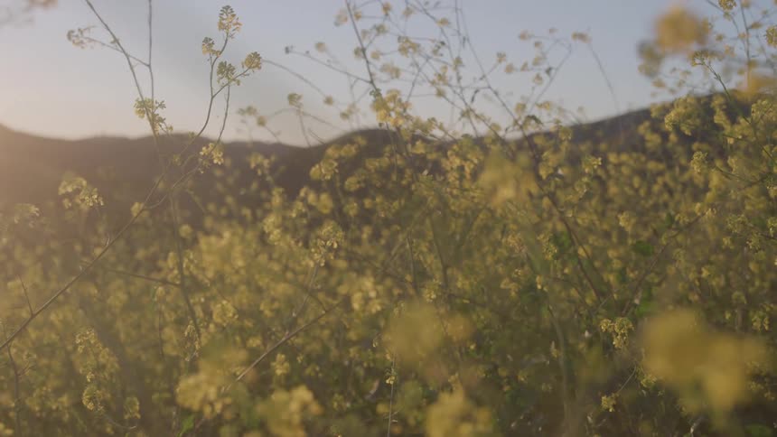 The sun shines on the yellow flowers
