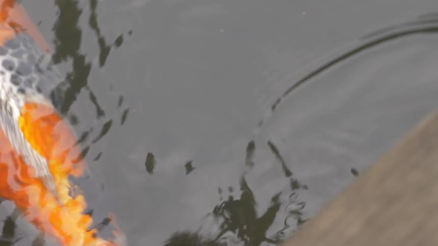 Orange carp swimming in the water