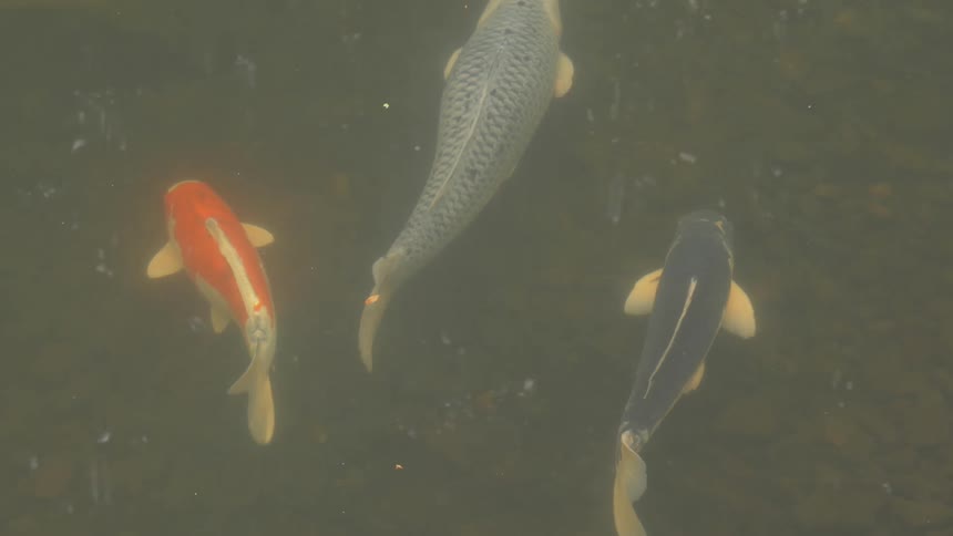 Colorful fish swim together in the pond