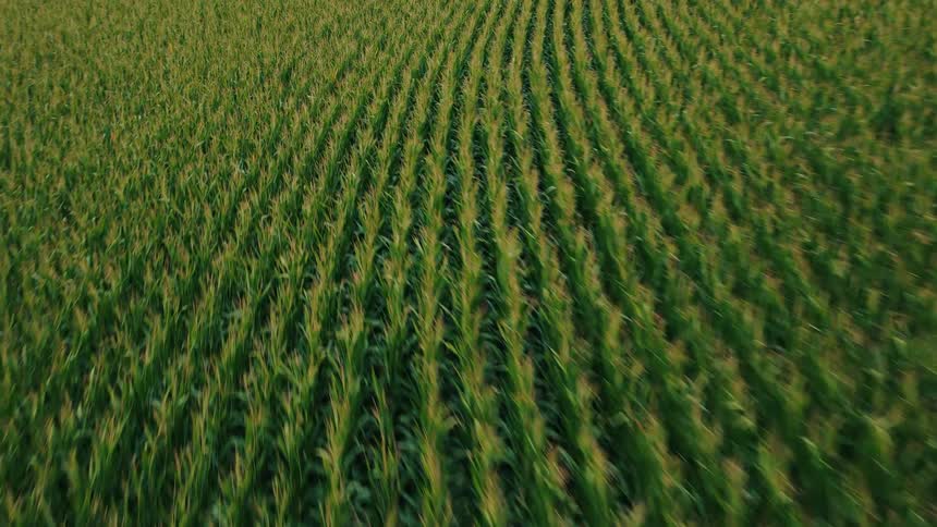 A vast field of green crops stretches out with distinct rows visible from a high angle the plants sway slightly in the wind