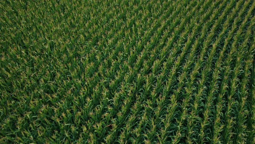 An aerial shot slowly pans over a vast field of lush green corn planted in neat diagonal rows