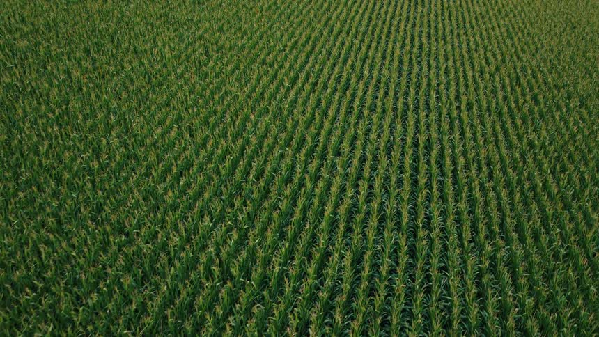 Aerial view of green crops in rows across farmland