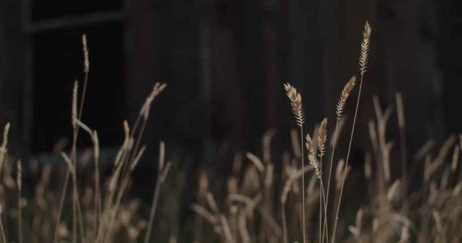 The provided video shows two distinct lines of tall dry grass swaying gently in the breeze the foreground line is in sharper focus and appears lighter in color while the background line is slightly out of focus and darker creating a sense of depth