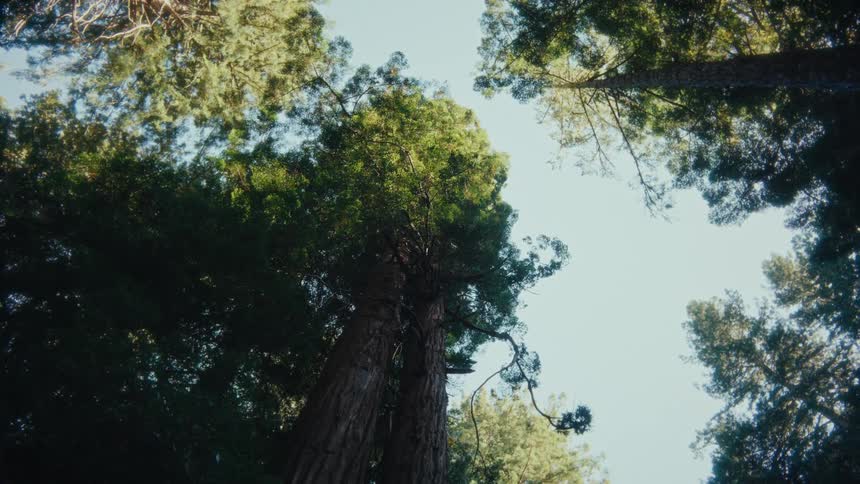 Tall trees stretch upward against the bright sky