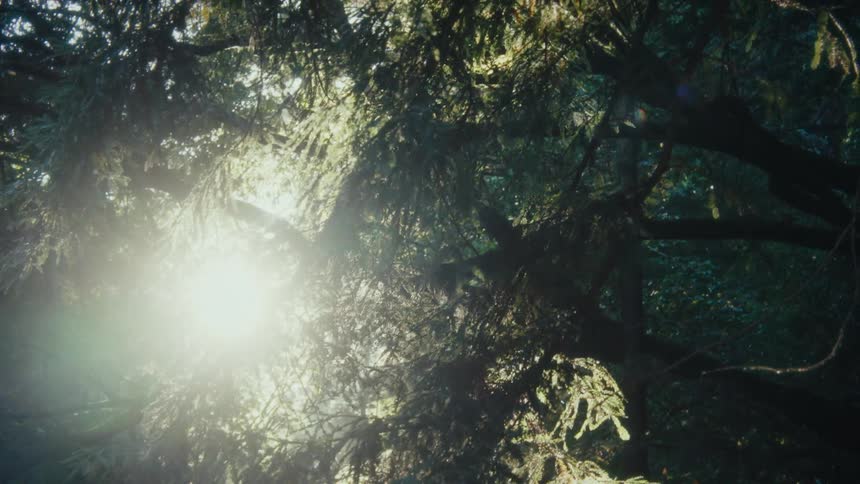 Sunlight filtering through the trees in the the wilderness