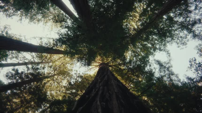 Looking up a tall tree in the forest