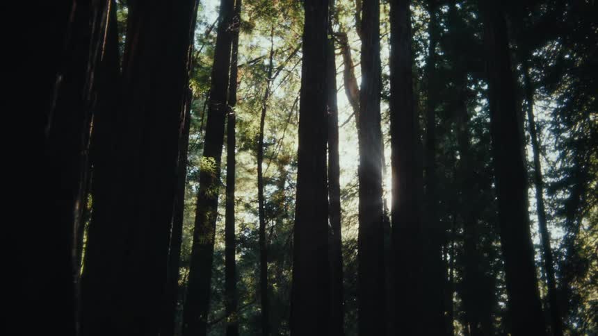 The first line shows a beautiful majestic view of tall towering trees in a lush forest the second line shows a shot looking up at the majestic trees with the sun shining and glistening through their branches