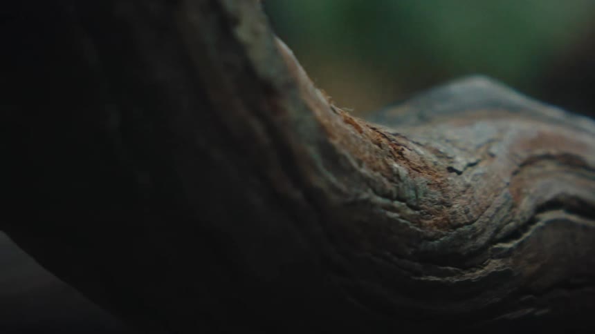 Branch of a tree outdoors during day time