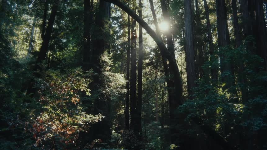 The video shows a stationary wide shot of a sundappled forest the camera is aimed toward the sun which is shining through the canopy creating a lens flare and illuminating the surrounding trees and undergrowth
