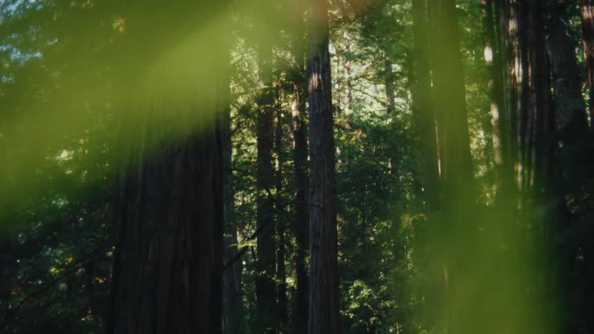 Dense forest seen inland during daytime