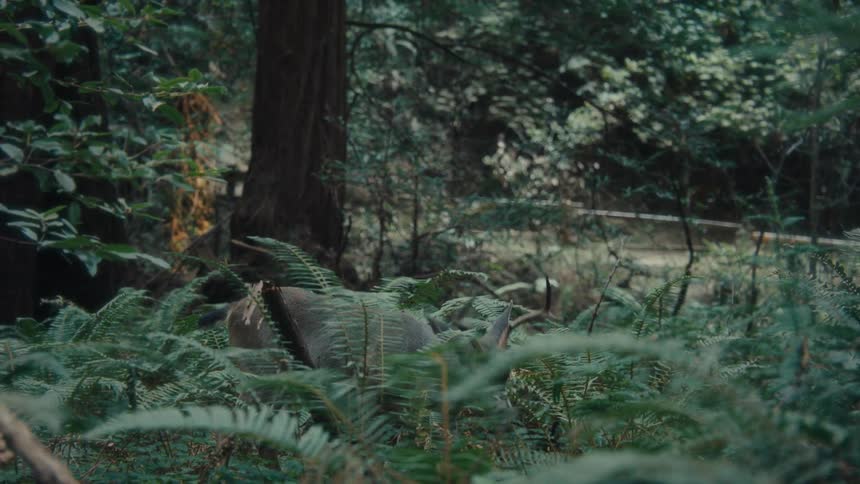 Deer camouflaged in the forest grazing on plants