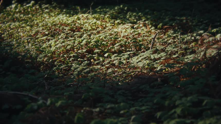 A patch of grass grows in a forest woodland at midday