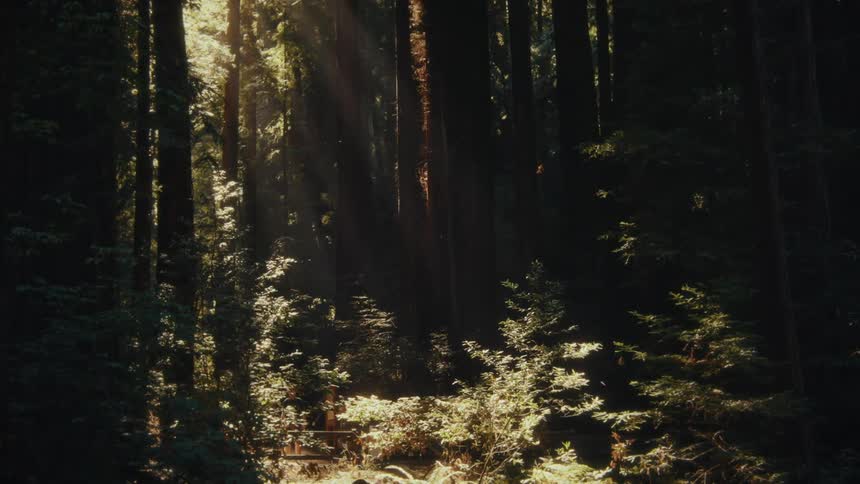 Sunlight streams through tall trees in a dense forest