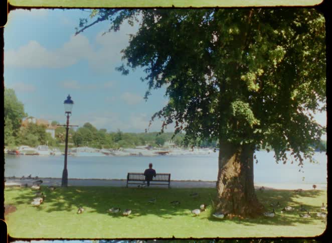 A person sitting alone on a park bench facing a river surrounded by ducks and shaded by a large tree on a sunny day