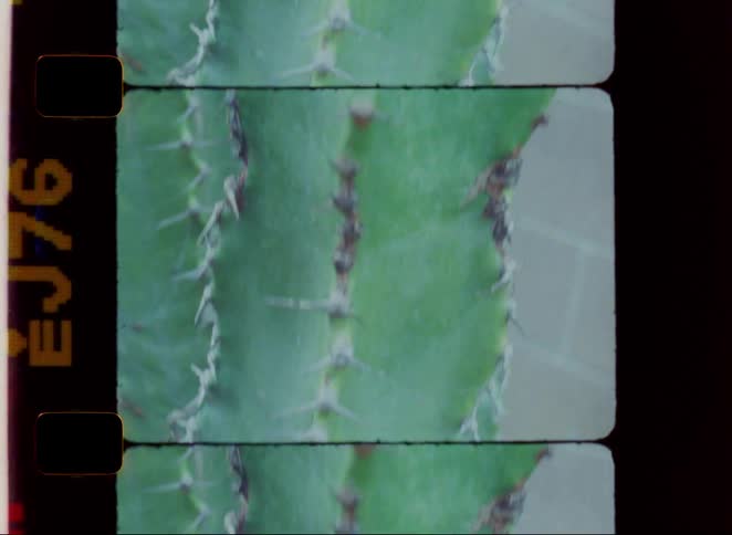 The green cactus has many needles