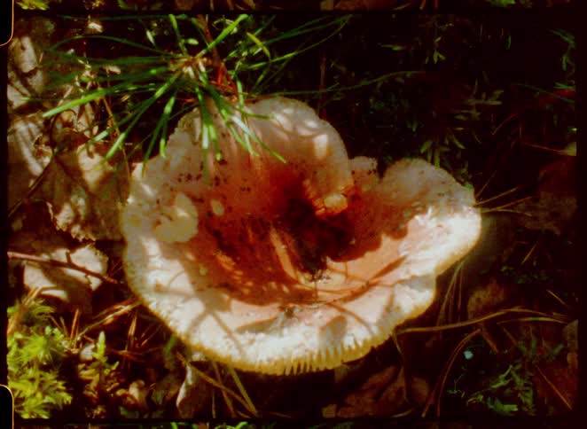 Mushroom on the floor outdoors surrounded by vegetation