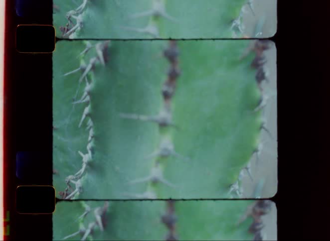 Closeup of a green cactus showing its aligned thorns