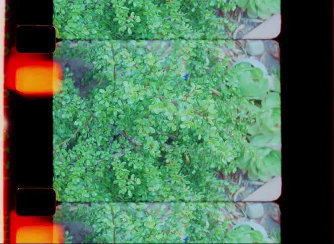 The first line is a closeup shot of small green plants stylized to look like it was filmed on old movie film with visible perforations on the side the second line shows the film quickly flashing to a bright yellow overexposed frame then cutting to bl