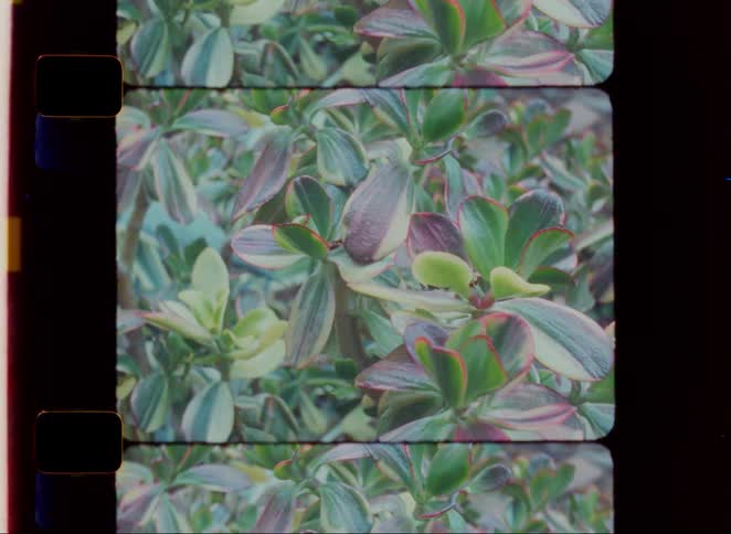 Green bushes are in the garden