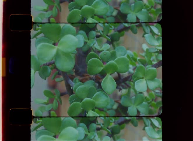 A view of a filmstrip shows a repeating frame of a succulent plant with small round green leaves and thick brown stems