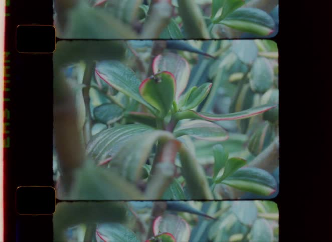 Closeup of green succulent plant leaves