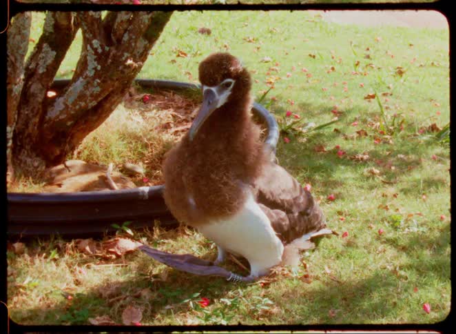 A large and fluffy bird